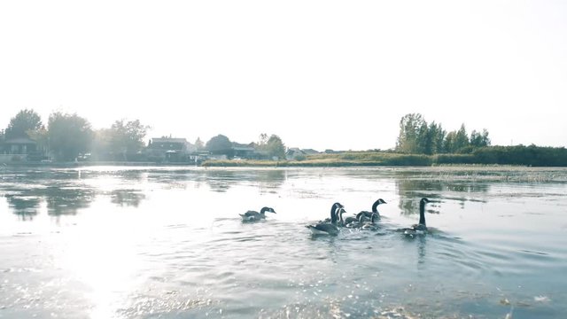 Family goose swimming on a lake