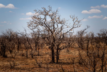 Fototapeta na wymiar Landscapes of the Kruger National Park South Africa 
