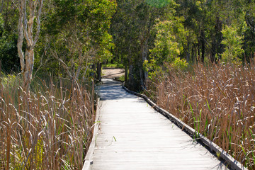 Walkway/bike track through wetlands of the third lagoon reserve at Sandgate, Brisbaane, Queensland. The walkway has marsh grass on either side.