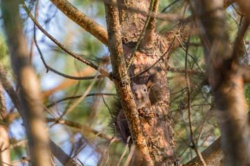 squirrel eating conifer cone