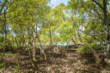Obraz premium Mangrove trees and roots with tidal waters in the background at Boondall Wetlands Brisbane Queensland Australia