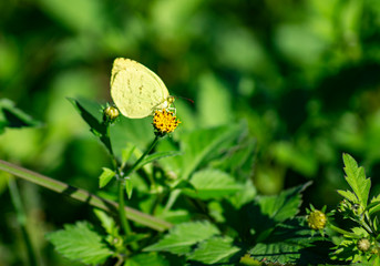 花にとまる黄色い蝶々