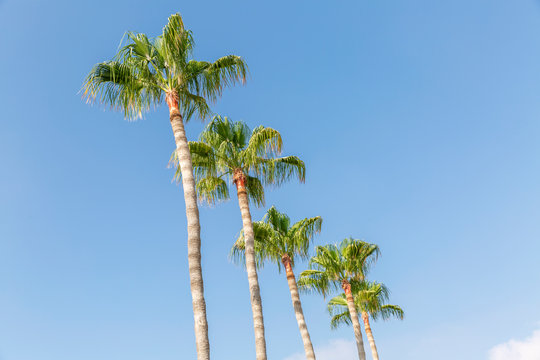 Tops of palm trees against the blue sky on a sunny day.