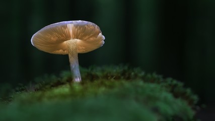 Champignons magiques © Patrick J.