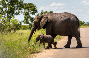 Naklejka na ściany i meble Elephants in the Kruger National Park South Africa 