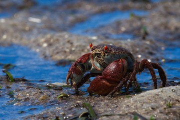 crab on the beach