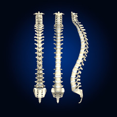 Human spine with intervertebral disks, medically 3D illustration