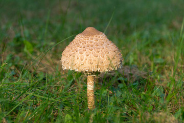 Lonely motley umbrella mushroom grows in green grass