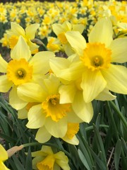 daffodils in the garden