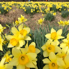 yellow flowers in the garden