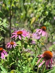 butterfly on flower