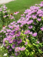 Obraz premium flowers in the garden