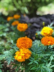 yellow flowers in the garden