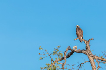 Martial eagle (Polemaetus bellicosus), Pilanesberg National Park, South Africa.