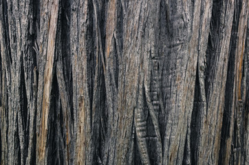 bark of a tree