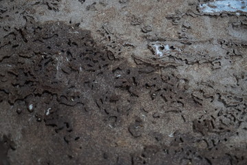  Termites destroy the wood inside the house.