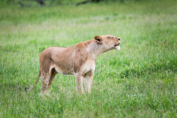Lioness in the Kruger National Park 