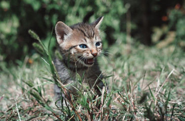  little kitten sits in the grass