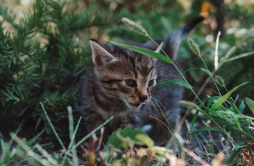 Naklejka na ściany i meble little kitten sits in the grass