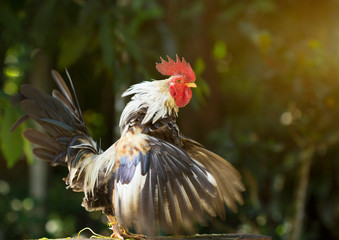 A singing rooster in the early morning