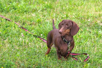 A cute purebred young dachshund of chocolate color with emphatic expressive eyes on red-black leash is walking on green grass lawn in city park.