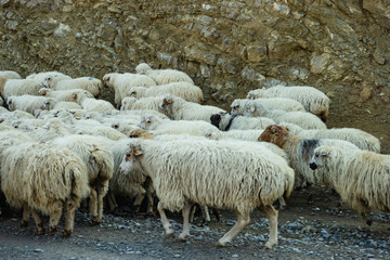 Fototapeta premium Sheeps on Georgian Military Road