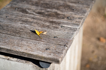 写真素材: イスの上のイチョウ