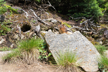 Golden-mantled Ground Squirrel, Callospermophilus lateralis