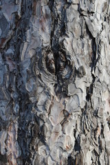 bark of a tree