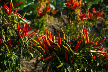 Red hot chilli peppers on a farm