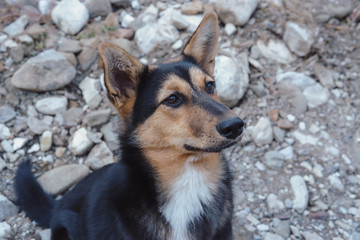 portrait of a dog