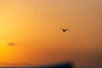 Plakat Sunset view with seagulls and sea.