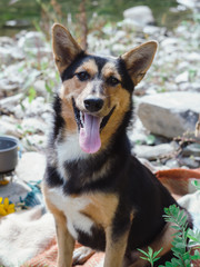  dog traveler smiling