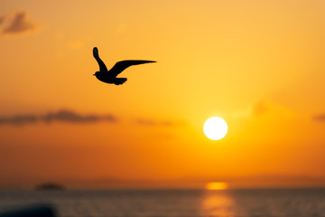 Naklejka na ściany i meble Sunset view with seagulls and sea.