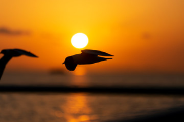 Naklejka na ściany i meble Sunset view with seagulls and sea.