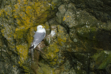 Close-up view of seagull nesting on a cliff, Faroe Islands © David