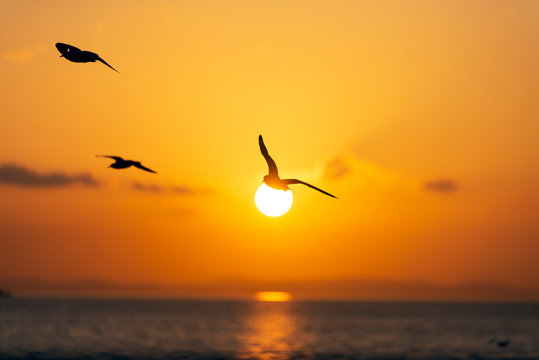 Sunset view with seagulls and sea.