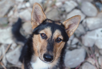 portrait of a dog