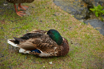 Duck bird near water area 