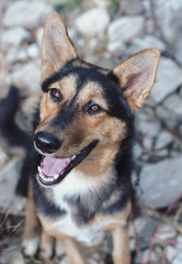 portrait of a dog