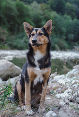 Dog portrait