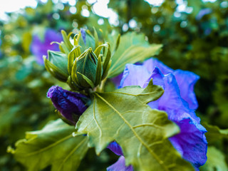 blue fllower macro