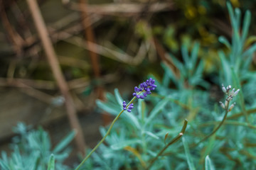 lavender plant macro