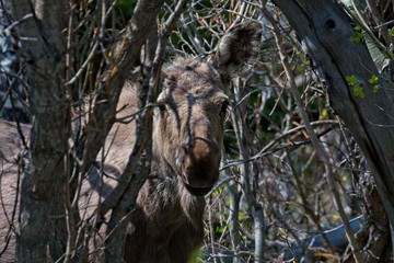 young moose in the trees