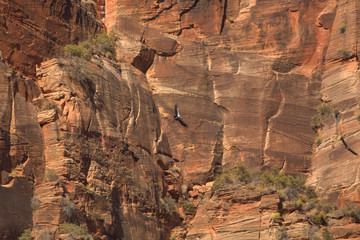 A California Condor soars on the breeze with the cliffs of Zion National park behind it.
