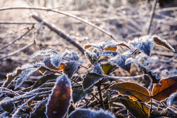 frozen leaves