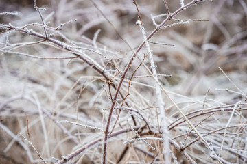 frozen tree branches