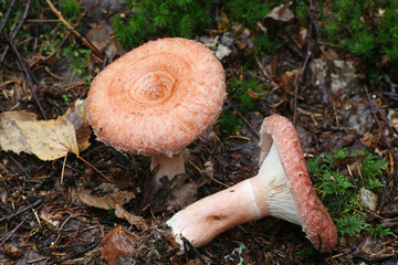 Lactarius torminosus, known as the woolly milkcap or the bearded milkcap, an edible wild mushroom...