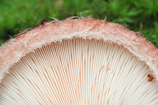 Lactarius torminosus, known as the woolly milkcap or the bearded milkcap, an edible wild mushroom from Finland