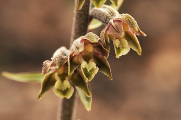 Epipactis microphylla the small leaved helleborine small mountain orchid with pretty brown flowers